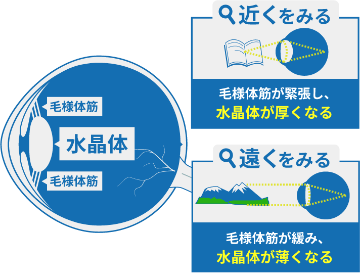 遠くを見ると毛様体筋が緩み、水晶体が薄くなる。近くを見ると毛様体筋が緊張し、水晶体が厚くなる図解